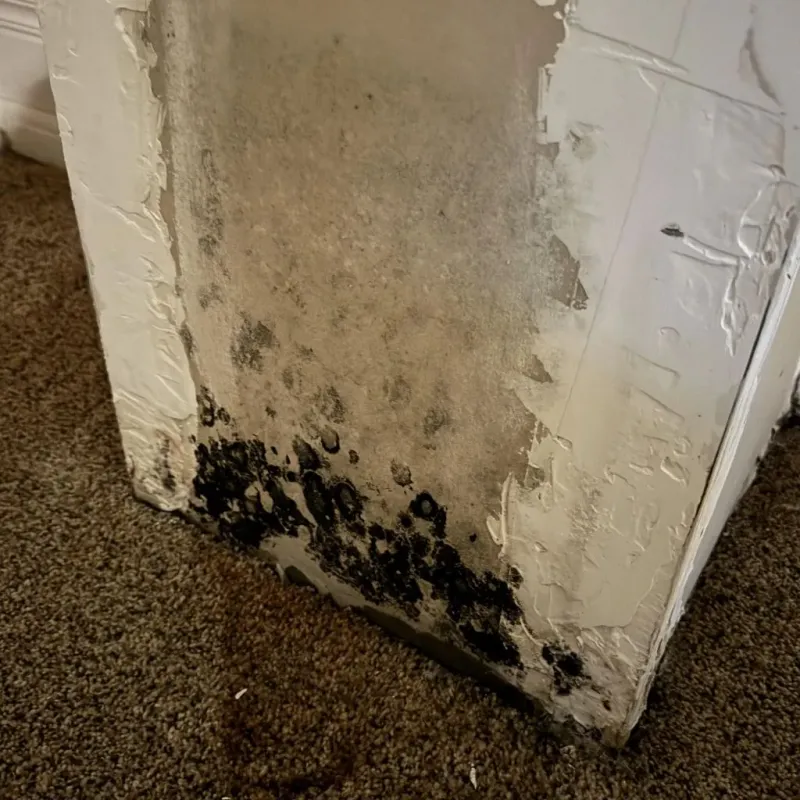 Professional Mold Removal in Pacheco, CA